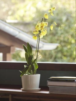 HAY Botanical Family Pot And Saucer, M, Off White -Garden Furniture Store Botanical Family M off white