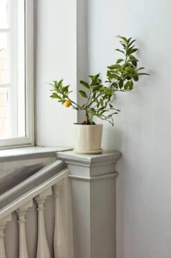 HAY Botanical Family Pot And Saucer, XL, Off White -Garden Furniture Store Botanical Family off white 1