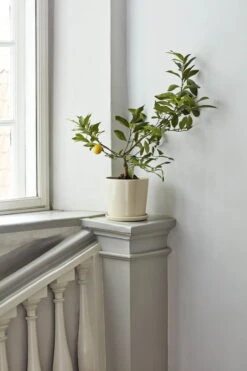 HAY Botanical Family Pot And Saucer, L, Off White -Garden Furniture Store Botanical Family off white