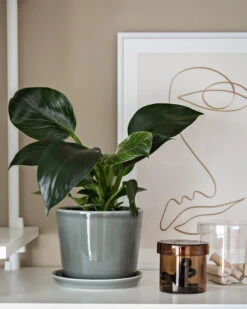 HAY Botanical Family Pot And Saucer, M, Dusty Green 7 HAY Botanical Family Pot And Saucer, M, Dusty Green -Garden Furniture Store Home Office Design Stories x My Full House 13