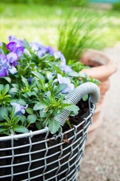 Korbo Planting Bag 24, 3 Pcs -Garden Furniture Store korbo Classic 24 Pansy